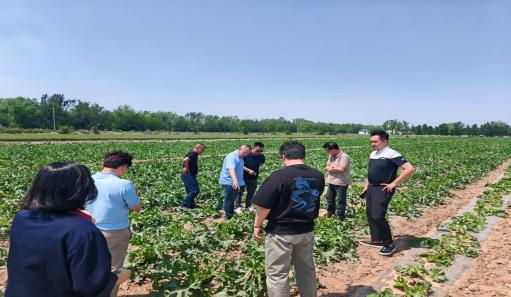 韓國(guó)客戶代表團(tuán)到訪我司實(shí)地考察茭瓜種植基地